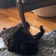 Image for article titled A Definitive Ranking of All the Jezebel Pets, As Judged by 3 Kids